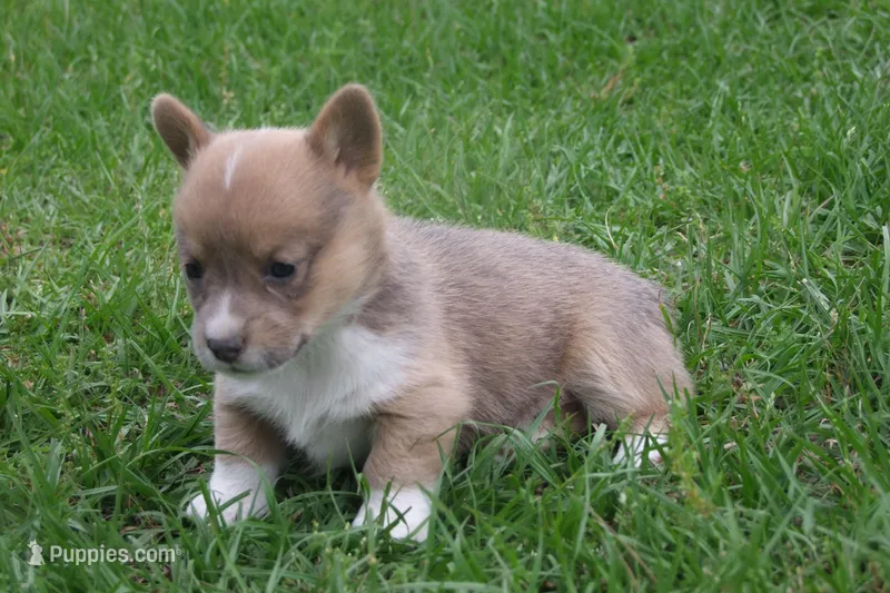 AKC - No Limitations - Female Corgi, a female Pembroke Welsh Corgi for sale in Pittsburg, TX – Photo 1 of 6