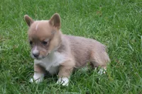 AKC - No Limitations - Female Corgi, a female Pembroke Welsh Corgi for sale in Pittsburg, TX – Photo 1 of 6