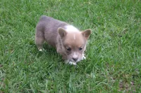 AKC - No Limitations - Female Corgi, a female Pembroke Welsh Corgi for sale in Pittsburg, TX – Photo 3 of 6