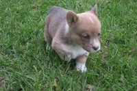 AKC - No Limitations - Female Corgi, a female Pembroke Welsh Corgi for sale in Pittsburg, TX – Photo 4 of 6