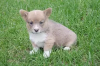 AKC - No Limitations - Female Corgi, a female Pembroke Welsh Corgi for sale in Pittsburg, TX – Photo 2 of 6