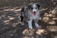 AKC Koda - Blue Merle Male, a male Australian Shepherd for sale in Pittsburg, TX – 7 of 9