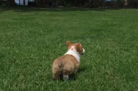 BUTTON AKC FEMALE, a female Pembroke Welsh Corgi for sale in Pittsburg, TX – 7 of 7