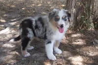 AKC Koda - Blue Merle Male, a male Australian Shepherd for sale in Pittsburg, TX – 6 of 9