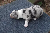 AKC BLUE MERLE MALE, a male Australian Shepherd for sale in Pittsburg, TX – Photo 5 of 8