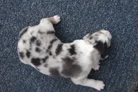 AKC BLUE MERLE MALE, a male Australian Shepherd for sale in Pittsburg, TX – Photo 3 of 8