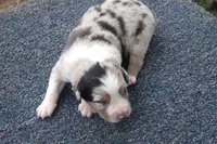 AKC BLUE MERLE MALE, a male Australian Shepherd for sale in Pittsburg, TX – Photo 4 of 8