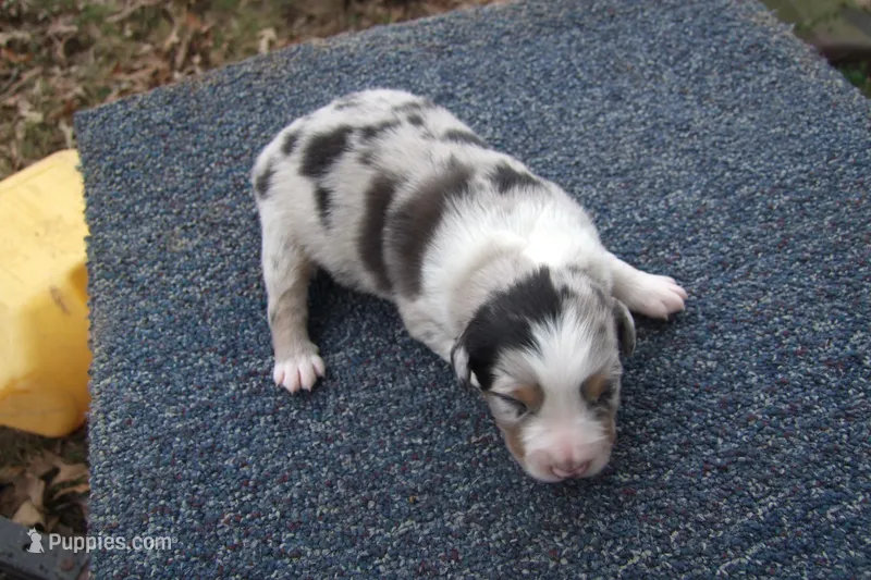 AKC BLUE MERLE MALE, a male Australian Shepherd for sale in Pittsburg, TX – Photo 1 of 8