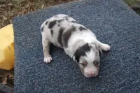 AKC BLUE MERLE MALE, a male Australian Shepherd for sale in Pittsburg, TX – Photo 1 of 8
