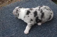 AKC BLUE MERLE MALE, a male Australian Shepherd for sale in Pittsburg, TX – Photo 2 of 8