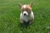 BUTTON AKC FEMALE, a female Pembroke Welsh Corgi for sale in Pittsburg, TX – 6 of 7