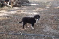AKC BLACK TRI FEMALE , a female Australian Shepherd for sale in Pittsburg, TX – 3 of 7