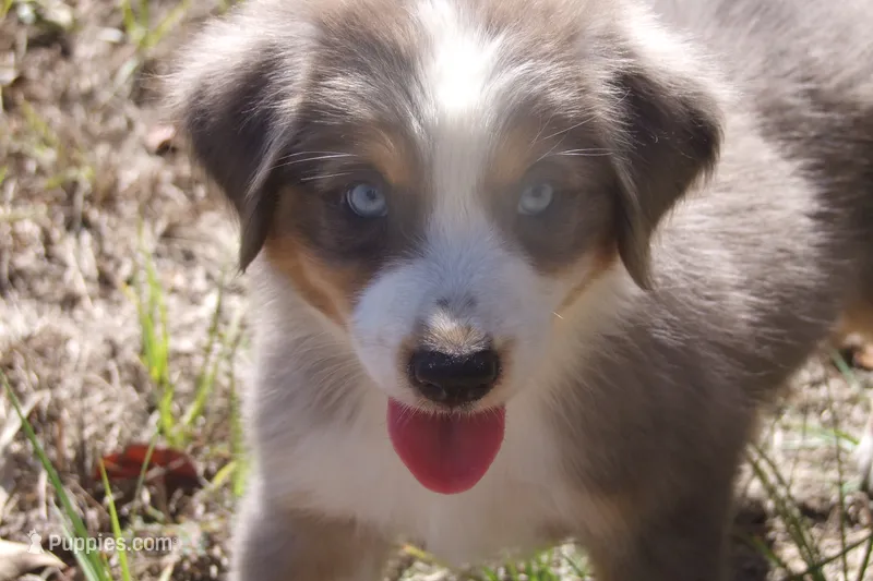 AKC Adrian - BLUE MERLE FEMALE  – Australian Shepherd puppy for sale in Pittsburg, TX