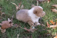 BUTTON AKC Female, a female Pembroke Welsh Corgi for sale in Pittsburg, TX – Photo 5 of 10