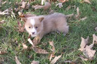 BUTTON AKC Female, a female Pembroke Welsh Corgi for sale in Pittsburg, TX – Photo 6 of 10