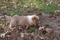 BUTTON AKC Female, a female Pembroke Welsh Corgi for sale in Pittsburg, TX – Photo 8 of 10