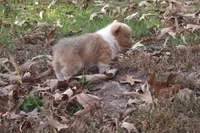 BUTTON AKC Female, a female Pembroke Welsh Corgi for sale in Pittsburg, TX – Photo 9 of 10