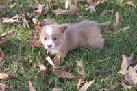BUTTON AKC Female, a female Pembroke Welsh Corgi for sale in Pittsburg, TX – Photo 4 of 10