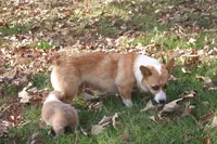 BUTTON AKC Female, a female Pembroke Welsh Corgi for sale in Pittsburg, TX – Photo 10 of 10