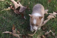 BUTTON AKC Female, a female Pembroke Welsh Corgi for sale in Pittsburg, TX – Photo 7 of 10