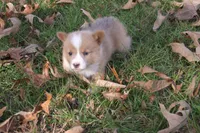 BUTTON AKC Female, a female Pembroke Welsh Corgi for sale in Pittsburg, TX – Photo 3 of 10