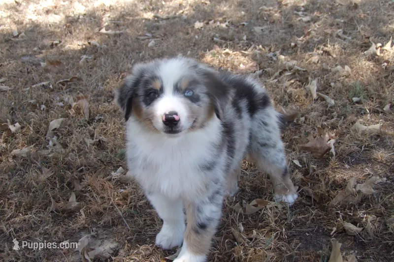 AKC Koda - Blue Merle Male – Australian Shepherd puppy for sale in Pittsburg, TX