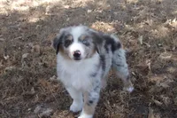 AKC Koda - Blue Merle Male, a male Australian Shepherd for sale in Pittsburg, TX – 1 of 9