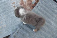 AKC Adrian - BLUE MERLE FEMALE , a female Australian Shepherd for sale in Pittsburg, TX – 8 of 8