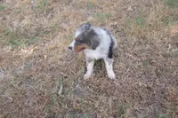 AKC BELLA - BLUE MERLE FEMALE , a female Australian Shepherd for sale in Pittsburg, TX – 7 of 9