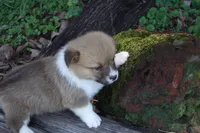 BUTTON FULL AKC FEMALE, a female Pembroke Welsh Corgi for sale in Pittsburg, TX – Photo 6 of 10