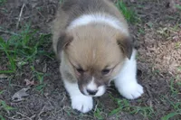 BUTTON FULL AKC FEMALE, a female Pembroke Welsh Corgi for sale in Pittsburg, TX – Photo 9 of 10