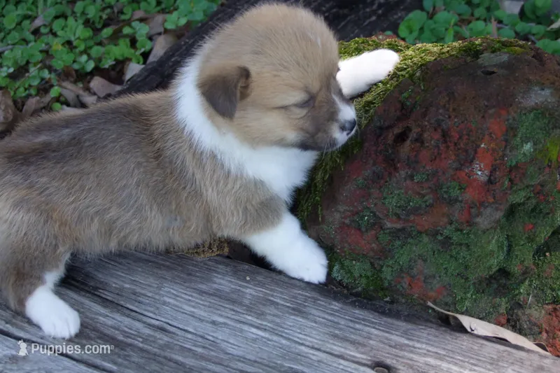 BUTTON FULL AKC FEMALE – Pembroke Welsh Corgi puppy for sale in Pittsburg, TX
