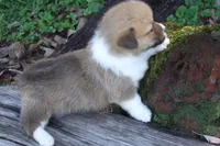 BUTTON FULL AKC FEMALE, a female Pembroke Welsh Corgi for sale in Pittsburg, TX – Photo 4 of 10