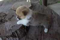 BUTTON FULL AKC FEMALE, a female Pembroke Welsh Corgi for sale in Pittsburg, TX – Photo 3 of 10