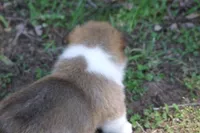 BUTTON FULL AKC FEMALE, a female Pembroke Welsh Corgi for sale in Pittsburg, TX – Photo 10 of 10