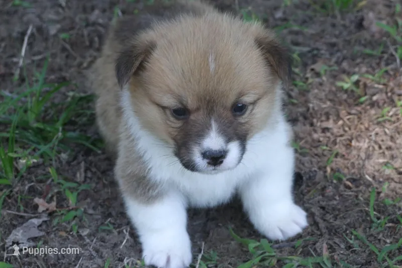 BUTTON FULL AKC FEMALE – Pembroke Welsh Corgi puppy for sale in Pittsburg, TX