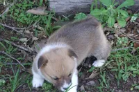 BUTTON FULL AKC FEMALE, a female Pembroke Welsh Corgi for sale in Pittsburg, TX – Photo 7 of 10