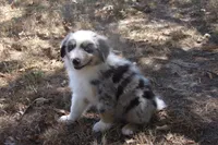 AKC Koda - Blue Merle Male, a male Australian Shepherd for sale in Pittsburg, TX – 3 of 9