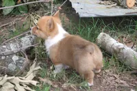 BUTTON AKC FEMALE, a female Pembroke Welsh Corgi for sale in Pittsburg, TX – 6 of 6