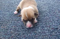 AKC Red Male 2, a male Pembroke Welsh Corgi for sale in Pittsburg, TX – Photo 2 of 6