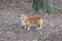 AKC Red Male 2, a male Pembroke Welsh Corgi for sale in Pittsburg, TX – Photo 6 of 6