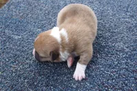 AKC Red Male 2, a male Pembroke Welsh Corgi for sale in Pittsburg, TX – Photo 1 of 6