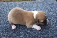 AKC Red Male 2, a male Pembroke Welsh Corgi for sale in Pittsburg, TX – Photo 3 of 6