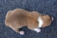 AKC Red Male 2, a male Pembroke Welsh Corgi for sale in Pittsburg, TX – Photo 4 of 6