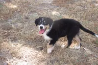 AKC BLACK TRI FEMALE , a female Australian Shepherd for sale in Pittsburg, TX – 2 of 7