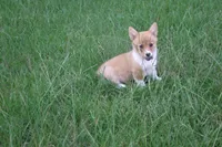 BUTTON AKC FEMALE, a female Pembroke Welsh Corgi for sale in Pittsburg, TX – 1 of 9