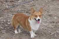 AKC Tucker, a male Pembroke Welsh Corgi for sale in Pittsburg, TX – Photo 6 of 6