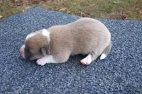 AKC Tucker, a male Pembroke Welsh Corgi for sale in Pittsburg, TX – Photo 2 of 6