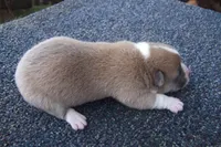 AKC Tucker, a male Pembroke Welsh Corgi for sale in Pittsburg, TX – Photo 4 of 6