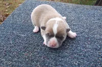 AKC Tucker, a male Pembroke Welsh Corgi for sale in Pittsburg, TX – Photo 1 of 6